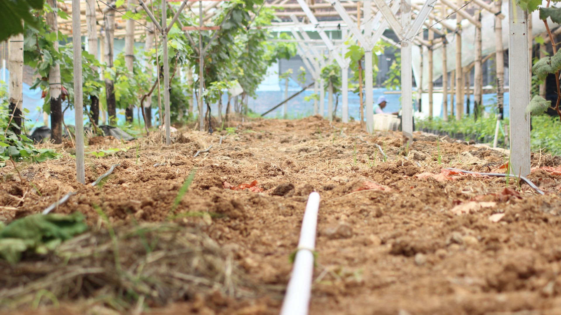 A row of trees in a garden with dirt on the ground