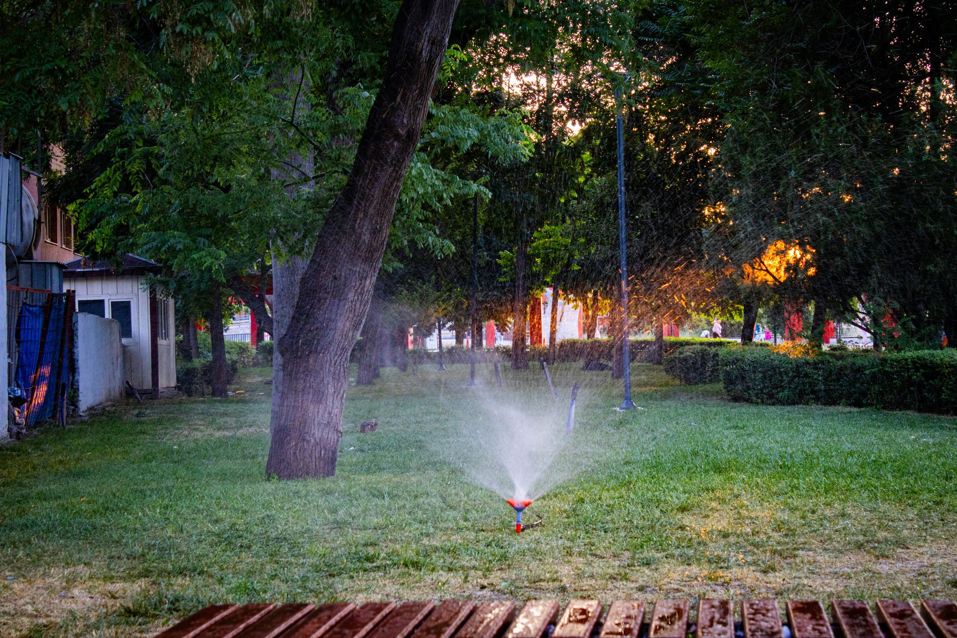 A sprinkler waters a green lawn under warm sunset light.