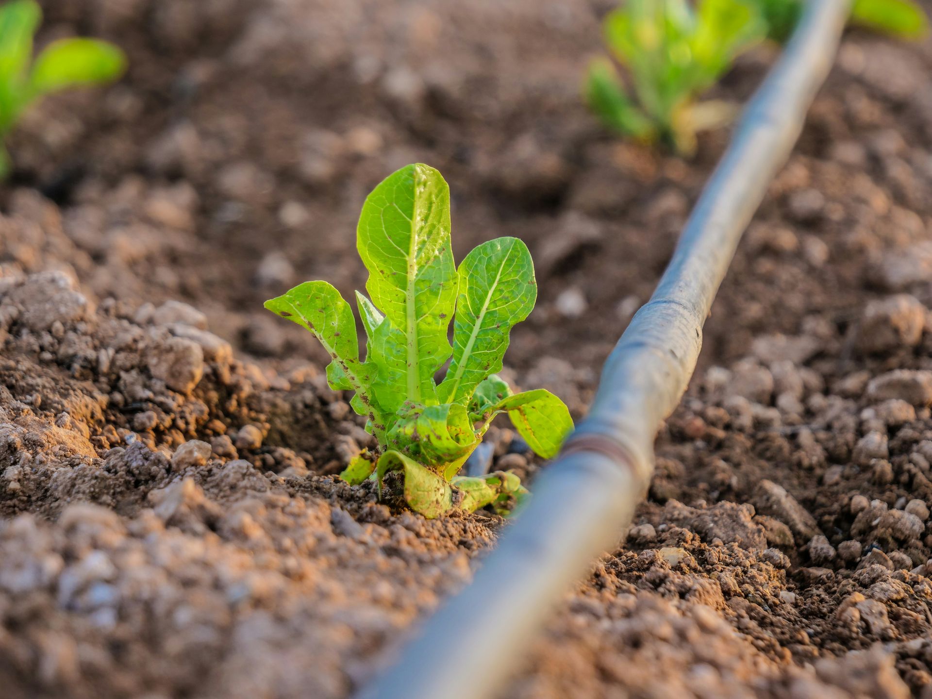 a plant sprouting from a soil